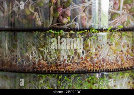 Different sprouts in sprouting tower on three levels, alfala, mung beans, lentils, radish, full frame close up shot Stock Photo