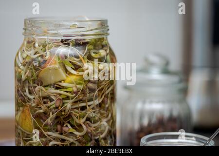 Preparing different sprouts mixed with pieces of apple for fermentation in glass jar at home Stock Photo