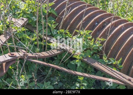 Leaves of Stinging Nettle / Urtica dioica in Spring sunshine & farm ridged roller. Nettle patch. Former medicinal plant for herbal remedies & edible Stock Photo
