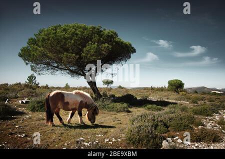 Pony pasturing in a green field with pine trees under the blue sky Stock Photo