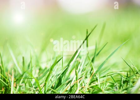 Fresh green bright spring grass with sunlight and blurred background, selective focus, summer nature concept background Stock Photo