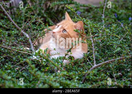 Predator in hiding. Domestic ginger hiding amongst shrubs waiting for pigeons Stock Photo