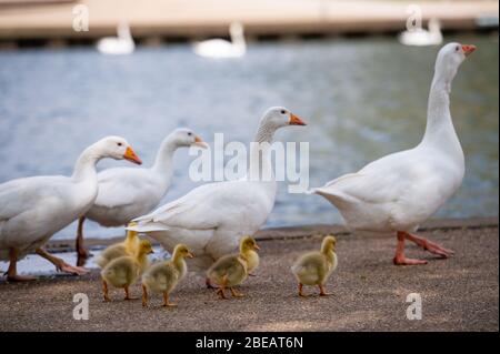 Geese look for food in a quiet Stratford-upon-Avon in Warwickshire, which is normally packed with thousands of people during Easter Bank Holiday Monday. Stock Photo