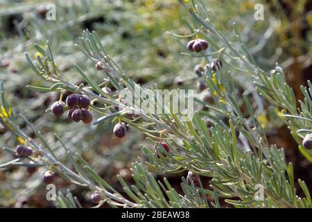 Staubiger Zeiland - Neochamaelea pulverulenta, Güimar, Teneriffa, Kanaren, Spanien Stock Photo