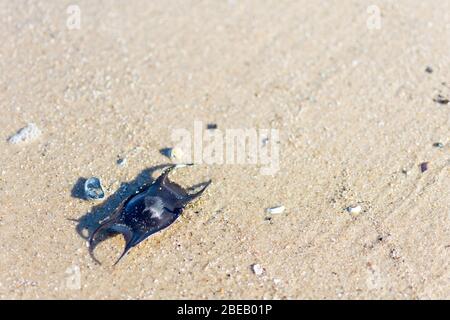 The egg of a ray on the beach in the Netherlands. The black egg is focused in front of the light yellow sand. Stock Photo