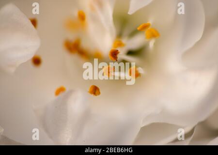 Bunches of beautiful white flowers on the prunus avium tree in early spring Stock Photo