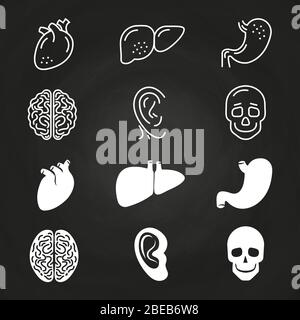Line and outline white human organs on chalkboard. Vector illustration Stock Vector