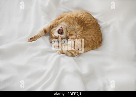 Red ginger cat sleep at white bedsheet and yawn Stock Photo