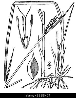 'Blysmus rufus; http://plants.usda.gov/java/largeImage?imageID=scru2 001 avd.tif; Britton, N.L., and A. Brown. 1913. An illustrated flora of the northern United States, Canada and the British Possessions. Vol. 1: 332.; '