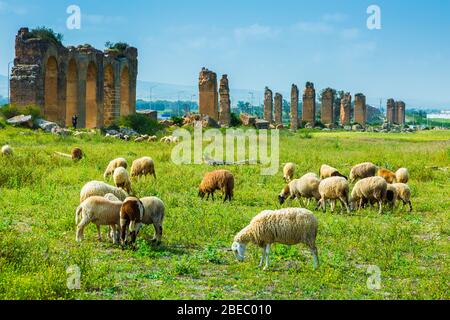 Roman aqueduct and a flock of sheep. Stock Photo