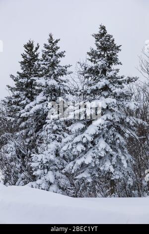 Snowy spruce-fir forest along the Burgeo Highway, Route 480, in Newfoundland, Canada Stock Photo