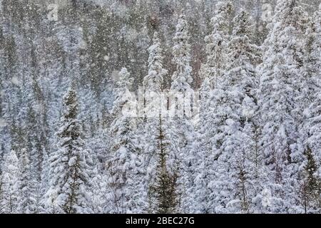 Snow falling on conifer forest along the Burgeo Highway, Route 480, in Newfoundland, Canada Stock Photo