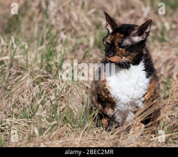 Cornish Rex cat calmly blinking, sitting in grass Stock Photo