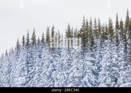 Snow-covered coniferous forest along the Burgeo Highway, Route 480, in Newfoundland, Canada Stock Photo