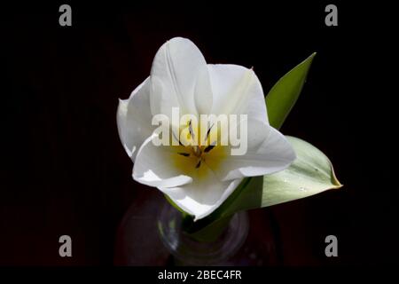 White developing tulip flower on black background Stock Photo