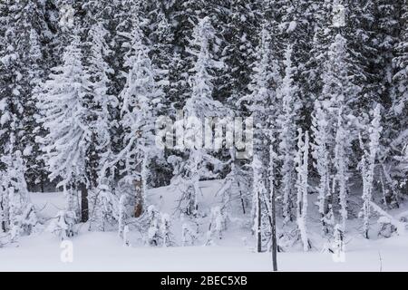 Snow-covered coniferous forest along the Burgeo Highway, Route 480, in Newfoundland, Canada Stock Photo