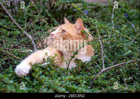 Predator in hiding. Domestic ginger hiding amongst shrubs waiting for pigeons Stock Photo