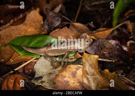 Close-up of a tiny chameleon on the ground Stock Photo