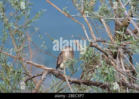 Black-crowned night heron water bird Stock Photo