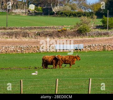 East Lothian, Scotland, United Kingdom. 13th April 2020. UK Weather: Highland cows graze in a field with a lamb lying down in the grazing field soaking up the sunshine Stock Photo