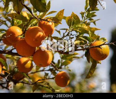 Oranges on a tree in Valencia, Spain Stock Photo