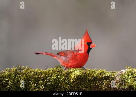 Northern Cardinal male on mossy perch in early spring Stock Photo