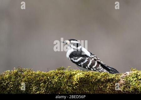 Downy Woodpecker on mossy perch in early spring Stock Photo