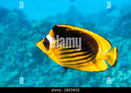 Raccoon Butterflyfish (Chaetodon lunula), Clear Blue Turquoise Water. Colorful Tropical Coral Fish In The Ocean. Yellow Stripped Saltwater Butterfly F Stock Photo