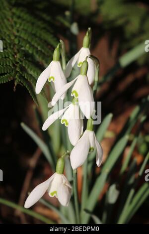 Five snowdrops in sunshine with fern background Stock Photo