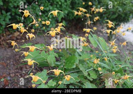 Barrenwort or Epimedium Amber Queen Stock Photo