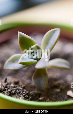 plants vegetable garden gow up Stock Photo