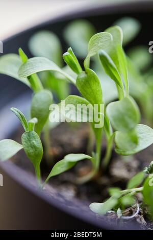 plants vegetable garden gow up Stock Photo