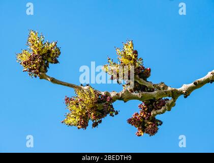 Ash tree buds on branch beginning to flower against sunny blue sky, Scotland, UK Stock Photo