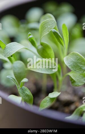 plants vegetable garden gow up Stock Photo