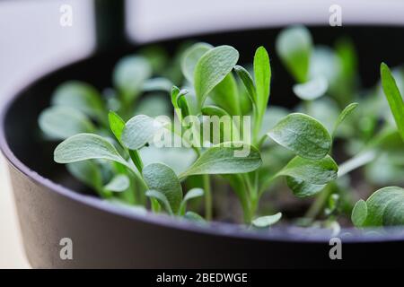 plants vegetable garden gow up Stock Photo