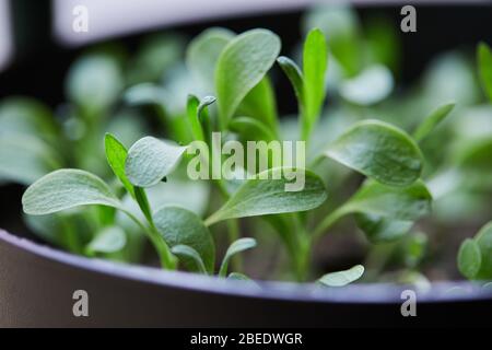 plants vegetable garden gow up Stock Photo