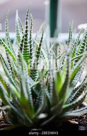 plants vegetable garden gow up Stock Photo