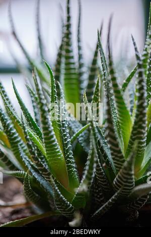 plants vegetable garden gow up Stock Photo