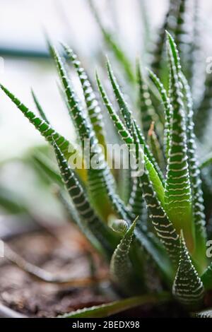 plants vegetable garden gow up Stock Photo