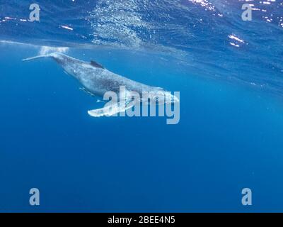 young humpback whale swimming beneath the surface Pacific Ocean near  Vava'u islands Tonga wave splash Stock Photo