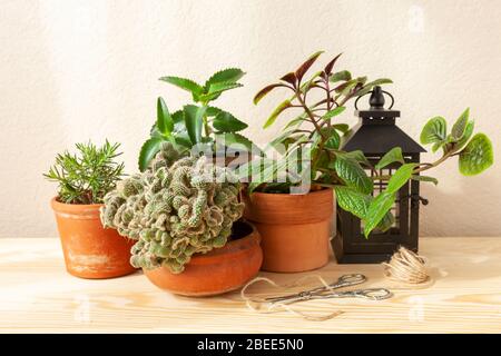 Home gardening. Potted green plants on the wooden table Stock Photo