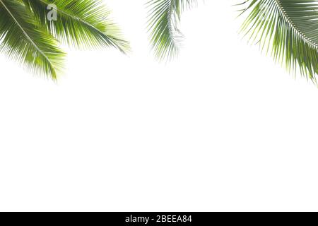 Coconut leaf frame isolate on white background whit copy space, Summer concept. Stock Photo