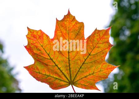Maple leaf with different shades on a background of gray autumn sky Stock Photo