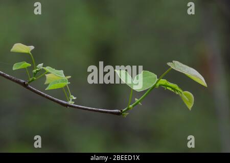 Eastern Redbud, Cercis canadensis, leaves opening in spring Stock Photo