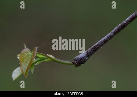 Eastern Redbud, Cercis canadensis, leaves opening in spring Stock Photo