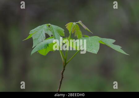 Poison Ivy, Toxicodendron radicans, leaves emerging in spring Stock Photo