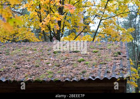 Old roof overgrown with moss on the background of the yellowed tree Stock Photo