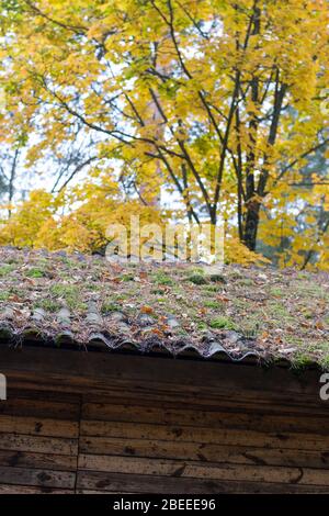 Old roof overgrown with moss on the background of the yellowed tree Stock Photo