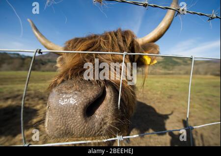 Cumbernauld, UK. 13th Apr, 2019. Pictured: A highland cow with long furry coat and long pointy horns seen posing for the camera in the Spring sunshine in the Loch Lomond and Trossachs National Park. Credit: Colin Fisher/Alamy Live News Stock Photo