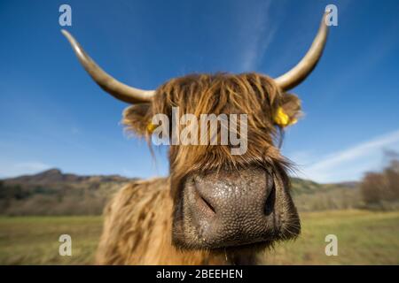 Cumbernauld, UK. 13th Apr, 2019. Pictured: A highland cow with long furry coat and long pointy horns seen posing for the camera in the Spring sunshine in the Loch Lomond and Trossachs National Park. Credit: Colin Fisher/Alamy Live News Stock Photo